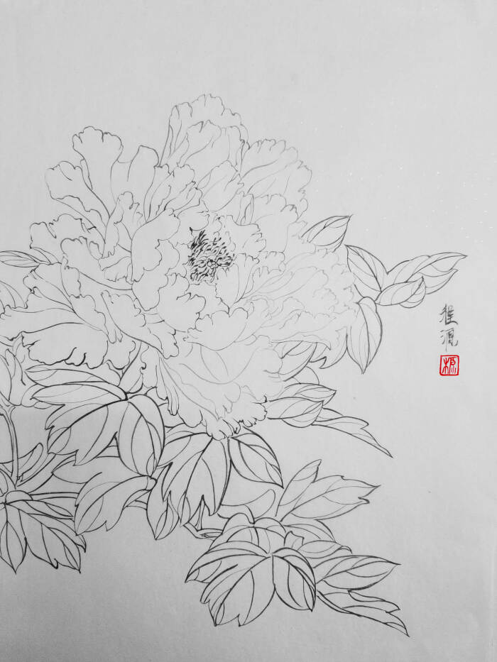 黑白 白描 牡丹 花卉 勾线 装饰画素材