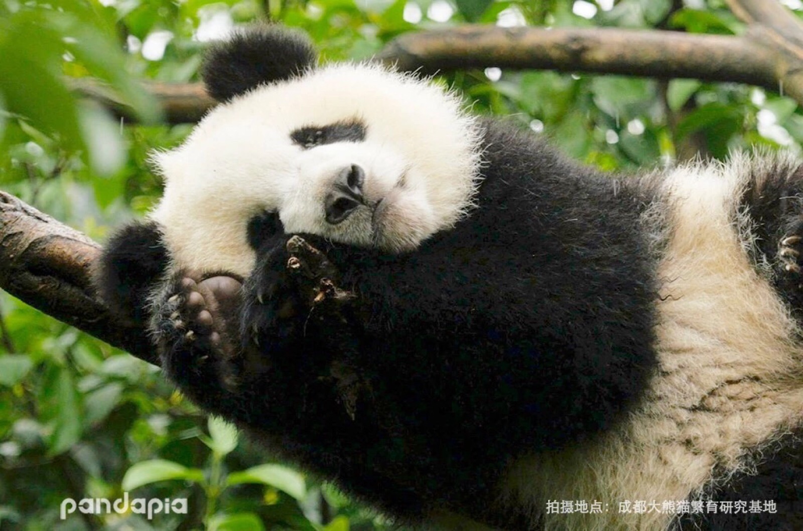 熊猫from pandapia 奇一的睡颜