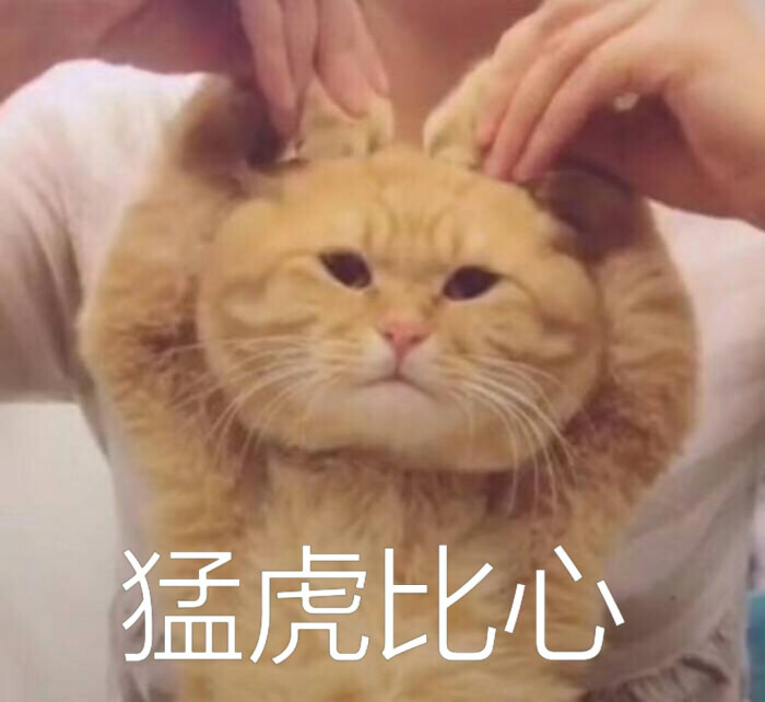 表情包 猛虎比心