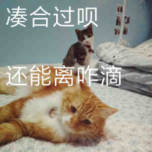 凑合过呗 还能离咋滴 猫咪表情包 情侣聊天表情包 撒娇 气气 生气