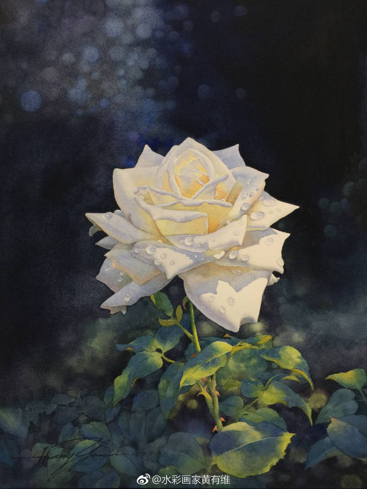 白玫瑰 手绘 水彩