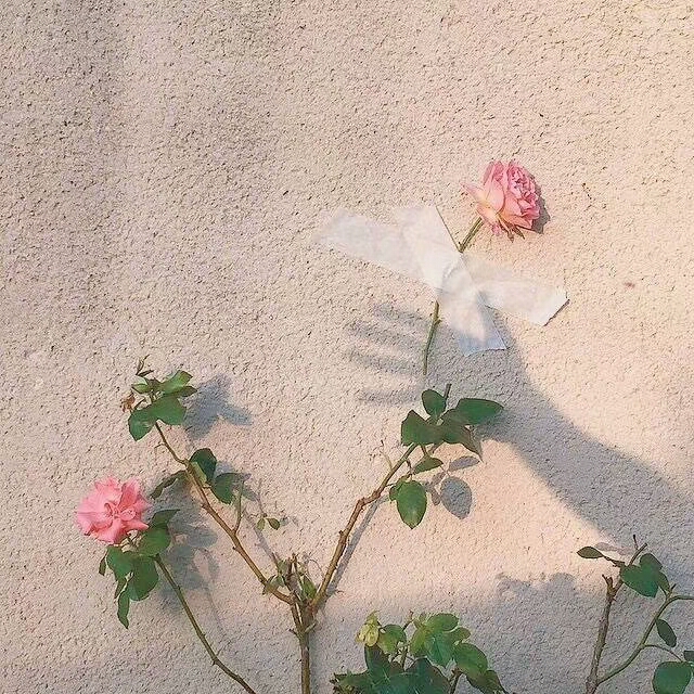 背景图超火好看少女心
