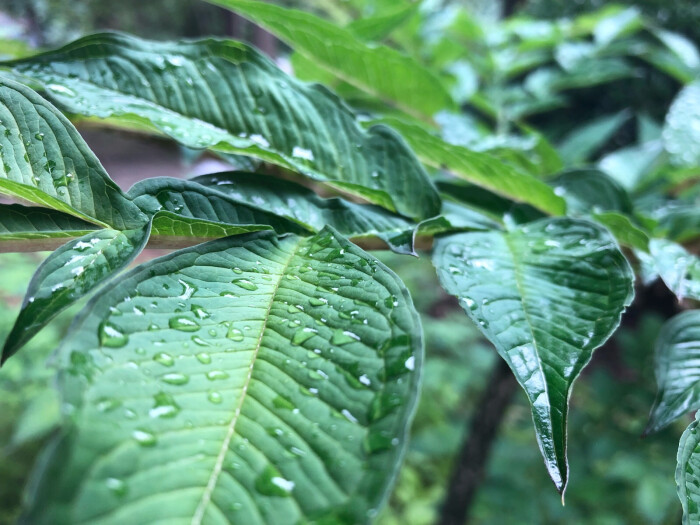 连雨不知春去,一晴方知夏深