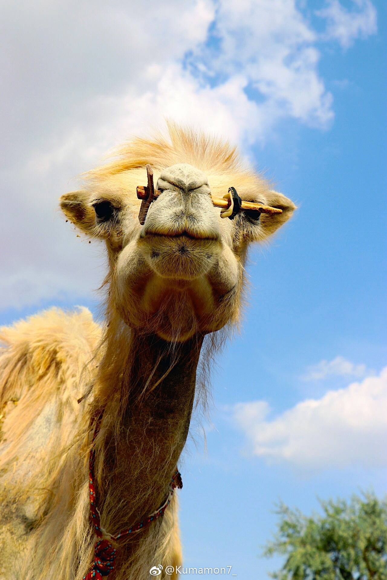 可爱的骆驼