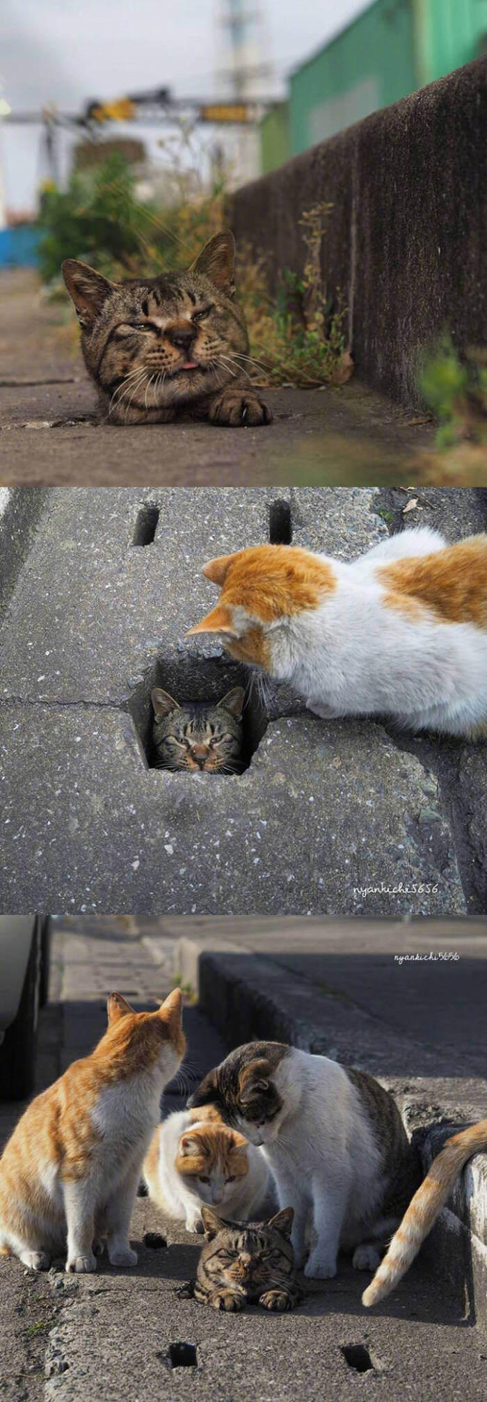 喵星人的喵星球#日本摄影师nyankichi拍摄的一组喜欢钻地洞的流浪猫咪