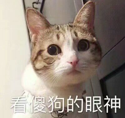 猫咪狗狗老鼠鸭子表情包可爱蠢萌套路小表情大表情打电话表情包小猪