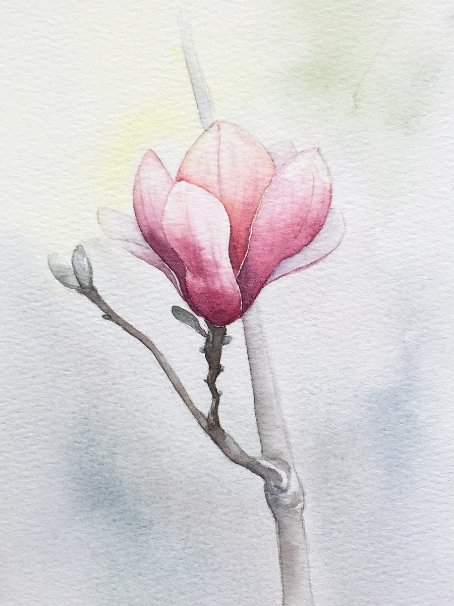 花卉 水彩画