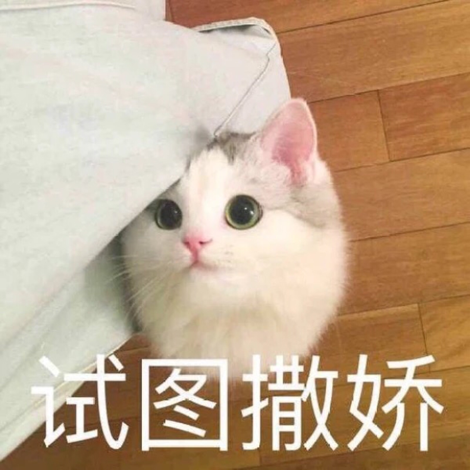 猫咪表情包