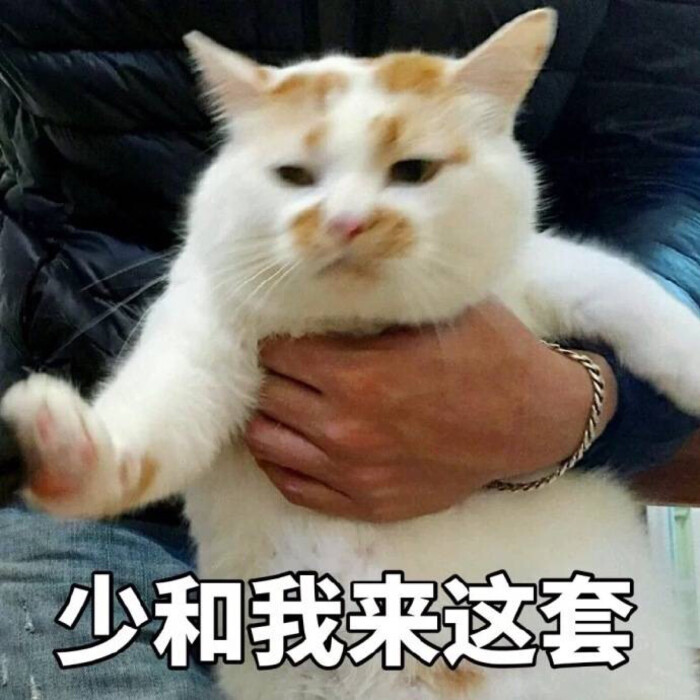 猫咪表情包