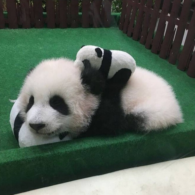 抱着熊猫公仔睡觉的暖妹妹