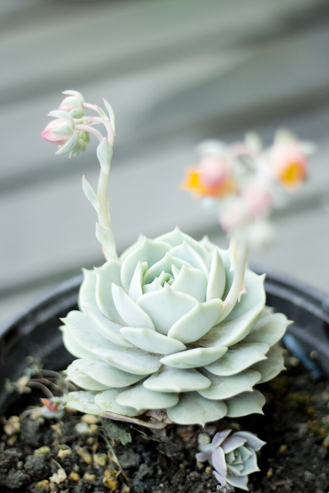 露娜莲景天科拟石莲花属的多肉植物,由丽娜莲和静夜杂交而来.