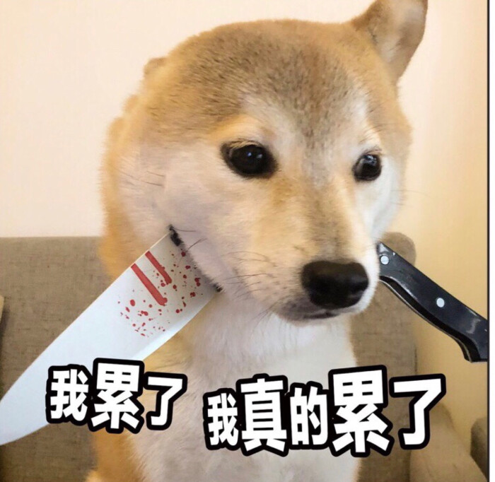 柴犬 表情包