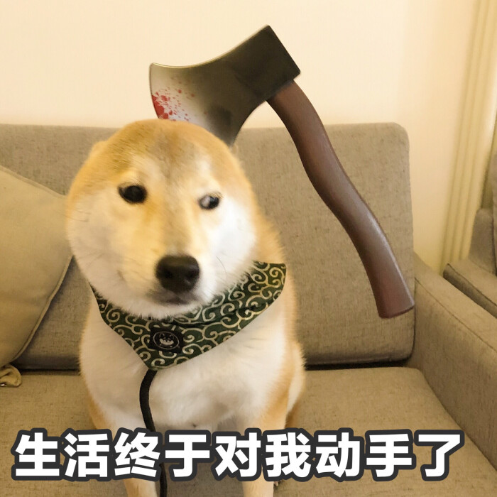 柴犬 表情包