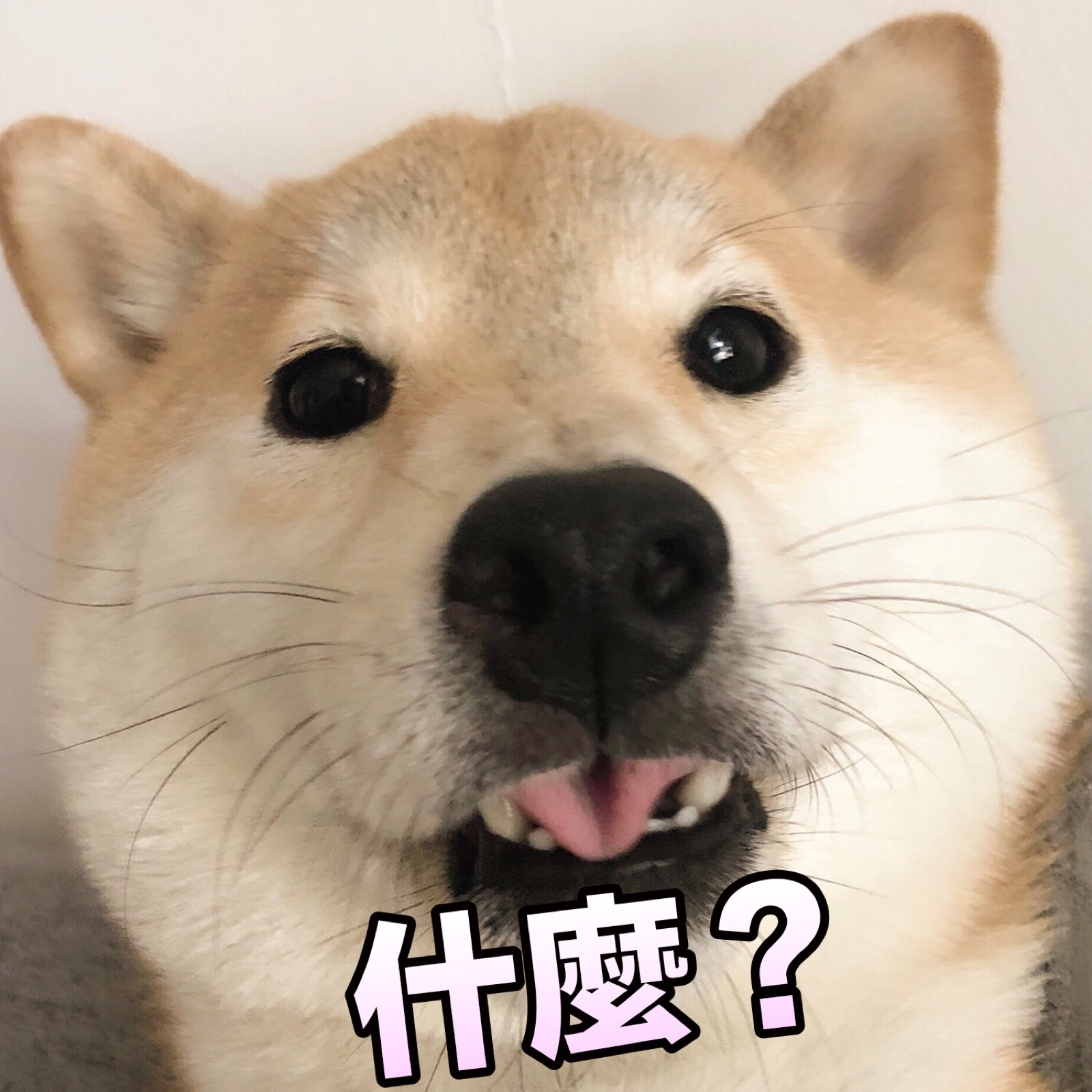 柴犬 表情包