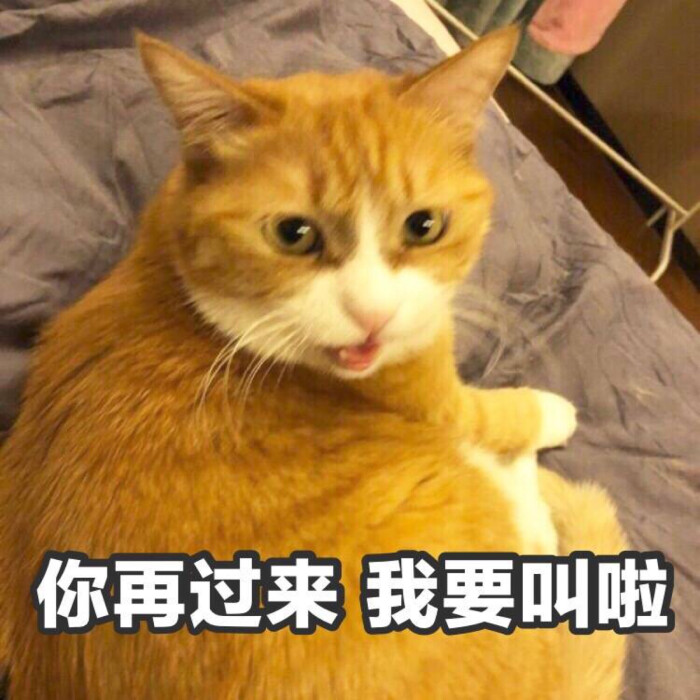 猫表情包 你再过来我要叫啦