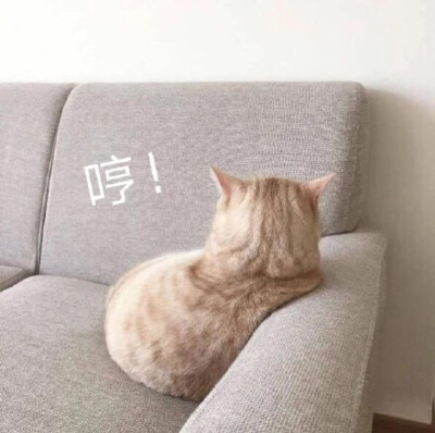 表情包 猫咪