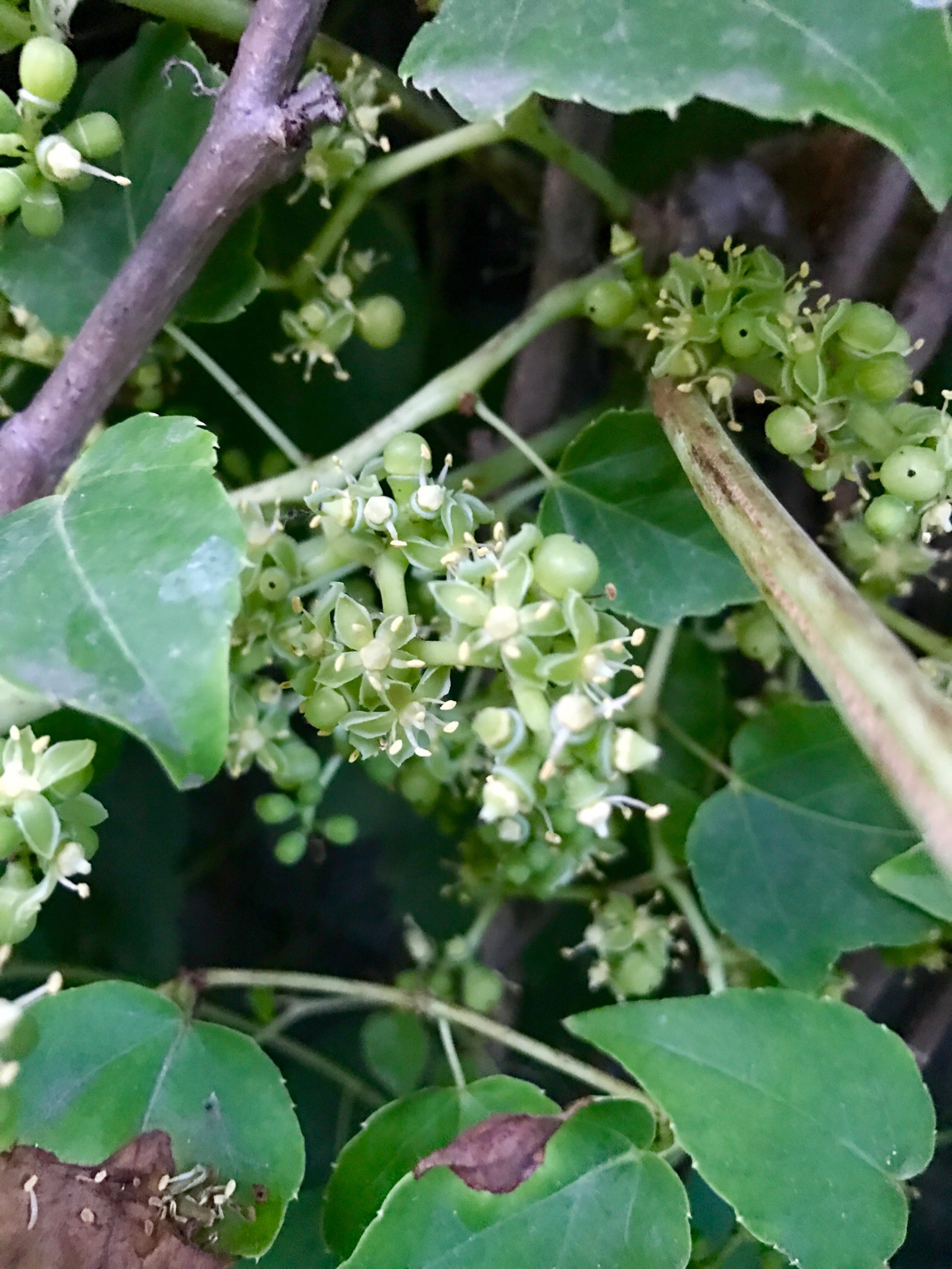 爬山虎花