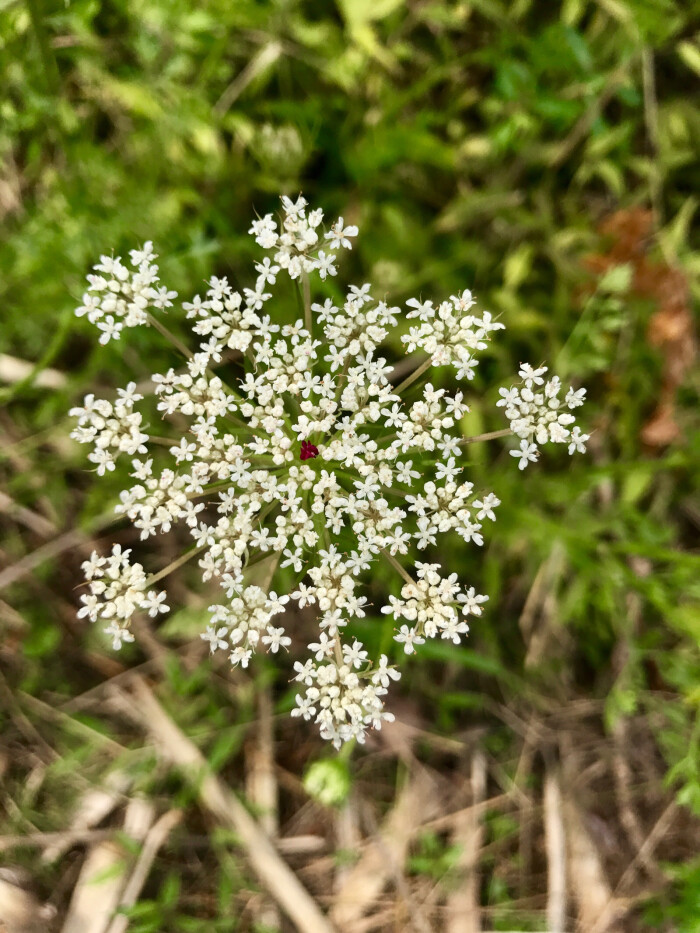 野芫荽花