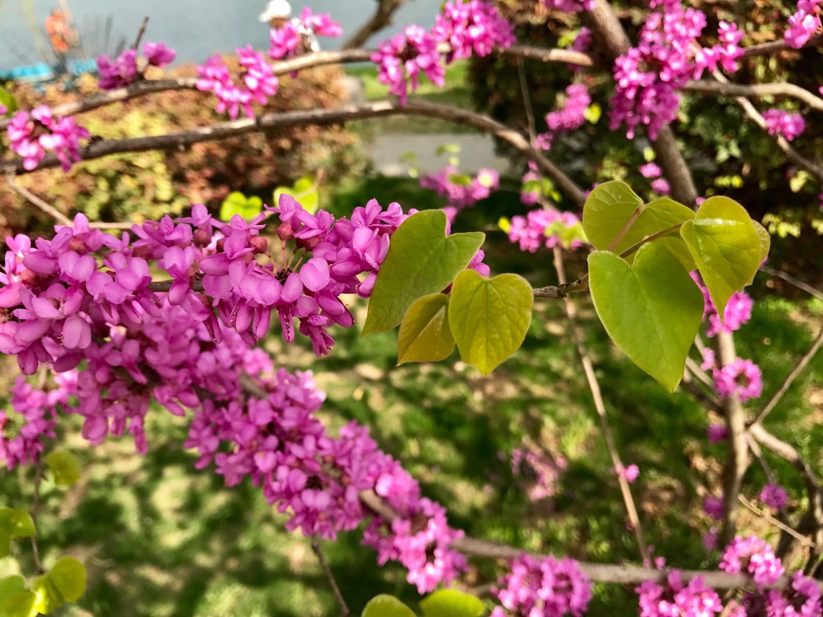 豆科紫荆花