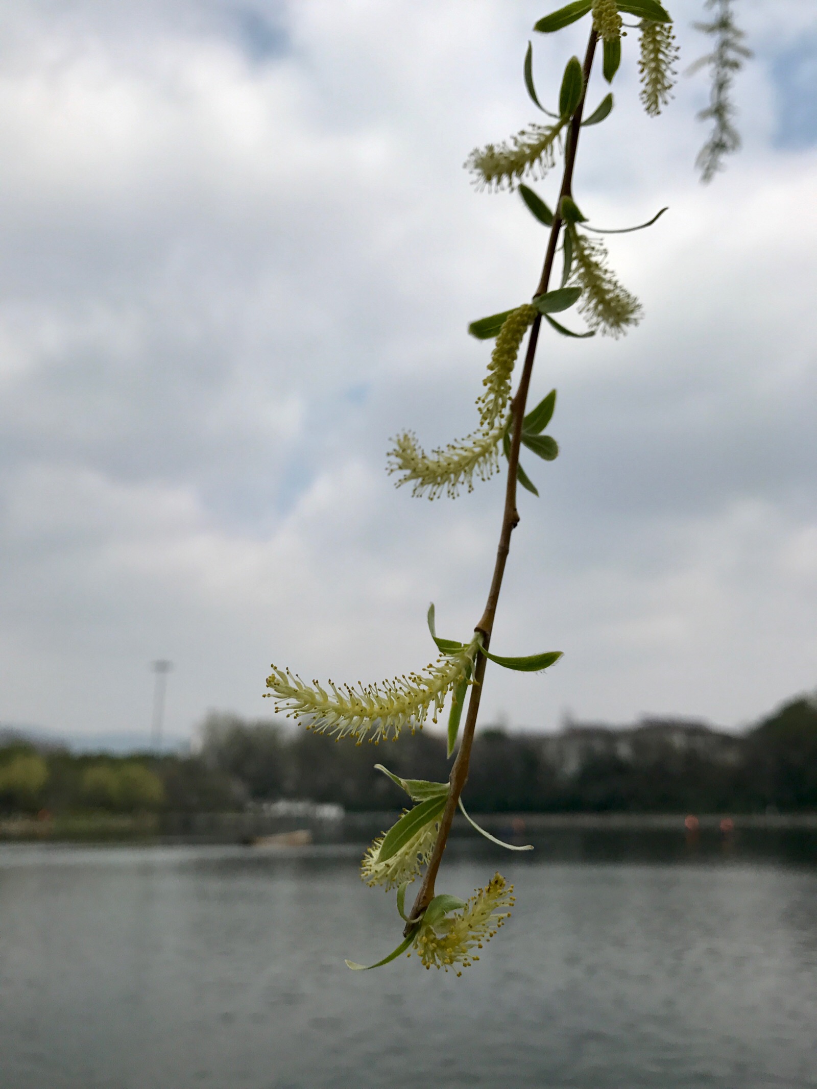 柳树花 