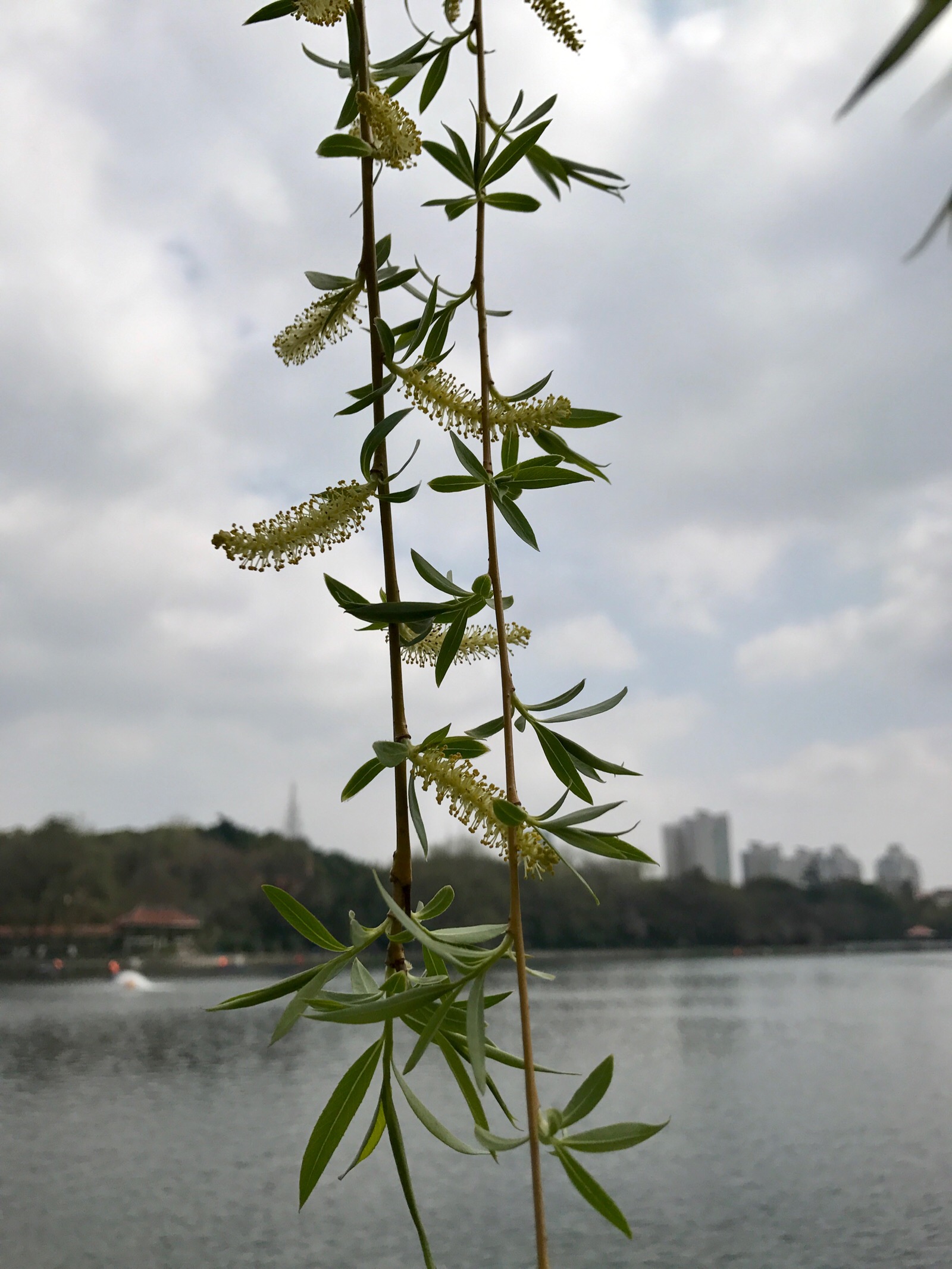 柳树花 