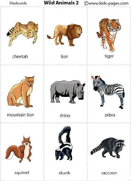 各类动物的英文词汇大全!