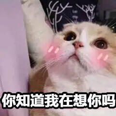 高冷的人都有他们自己的表情包