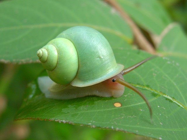 像苹果一样拥有小清新配色的青山蜗牛【leptopoma nitidum】