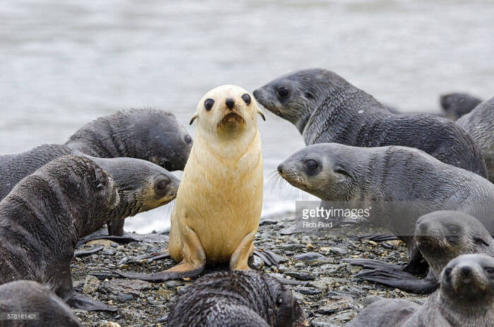 [cp]接上一条,白变的南极海狗也被称为金海狗(blonde fur seal)