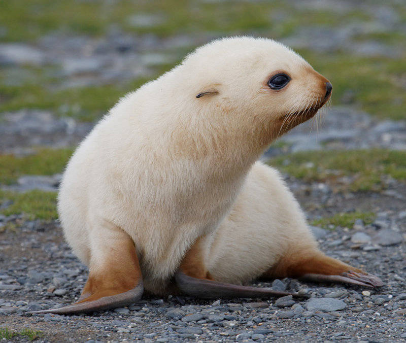 [cp]接上一条,白变的南极海狗也被称为金海狗(blonde fur seal)