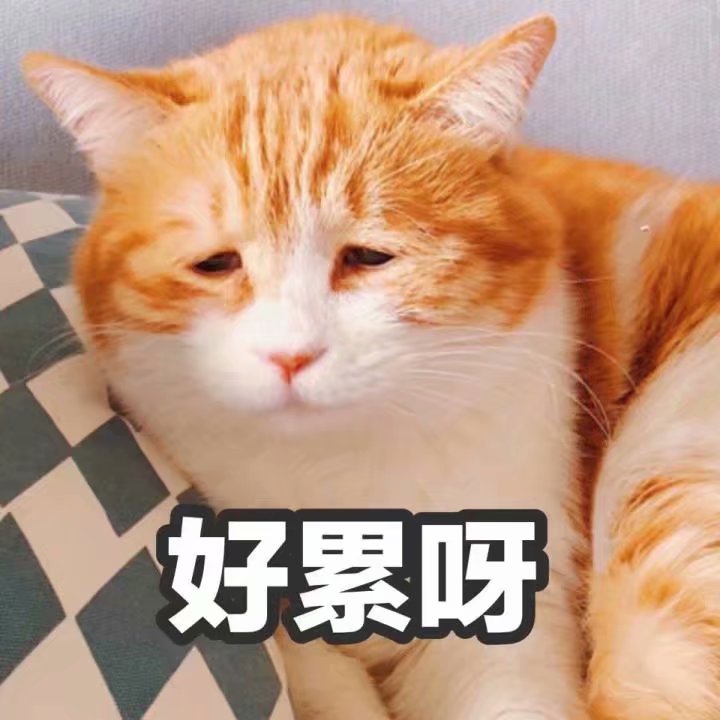 表情包 猫