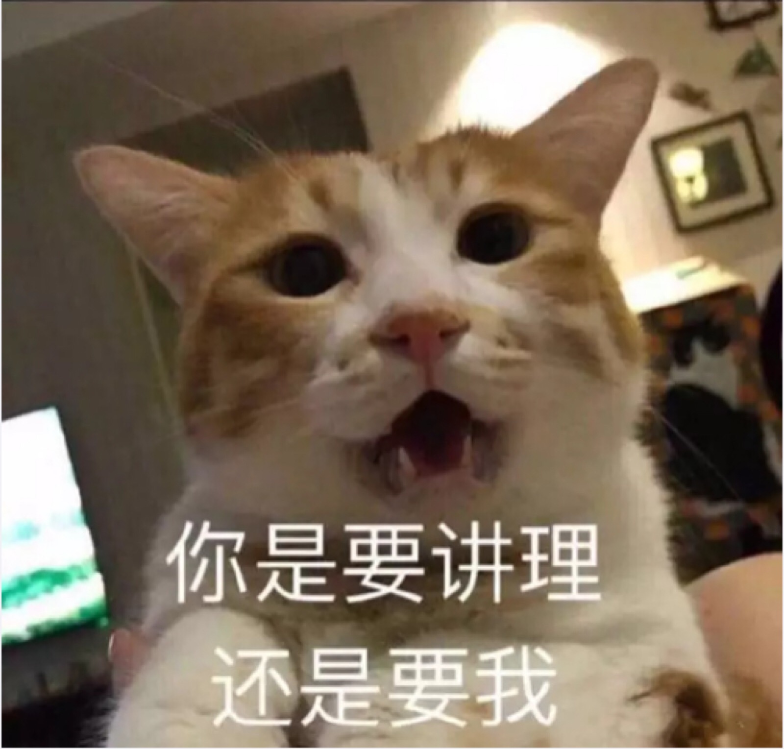 猫咪表情包