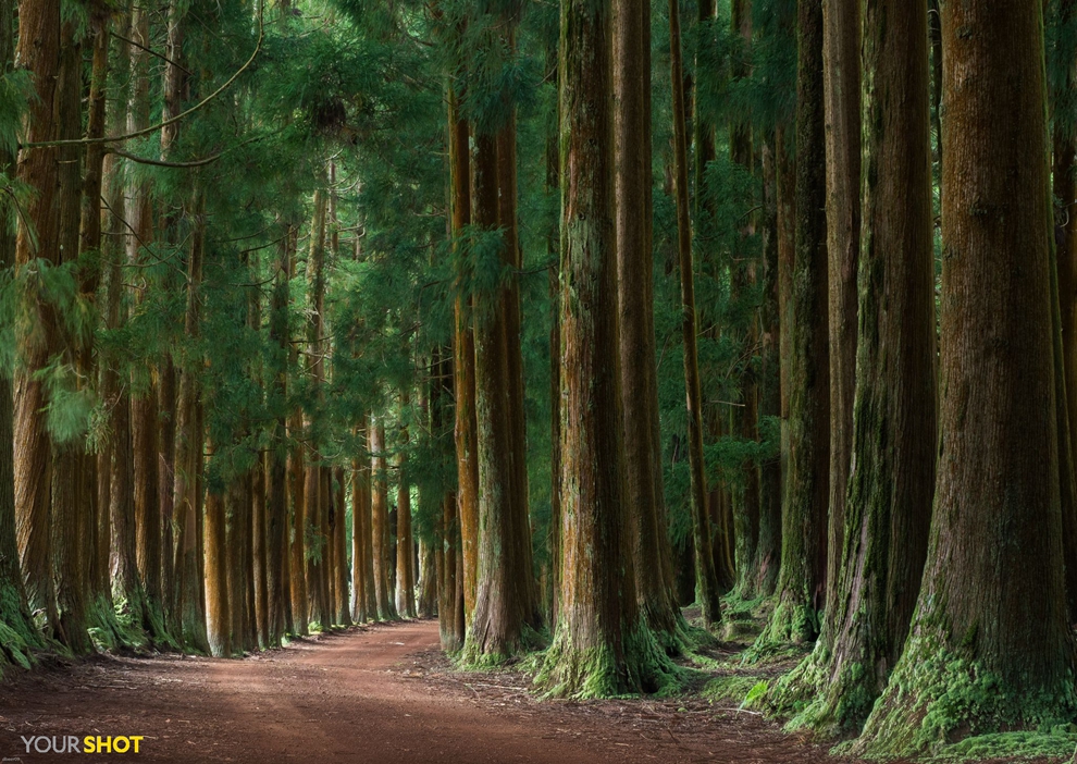 05本站原创/ 摄影/ 每日一图这片茂密的雪松林矗立在特塞拉岛上