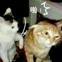 猫表情包