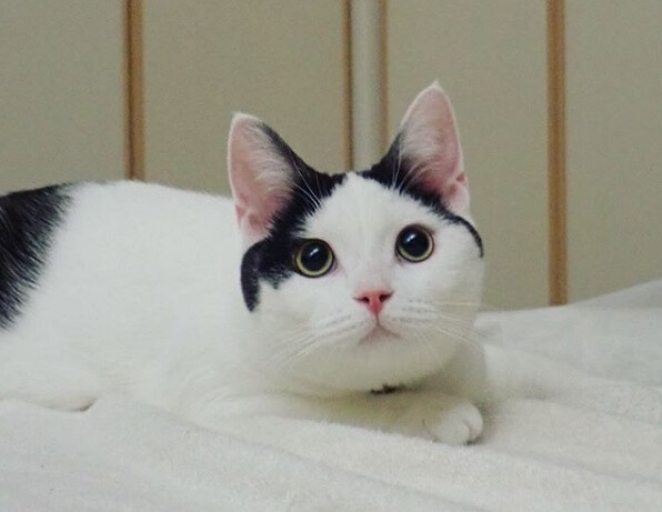 这只日本混血猫名叫いくら,主人做了一个迷你猫跟它放在一起,它有点不