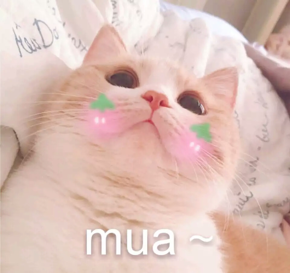 萌猫表情包