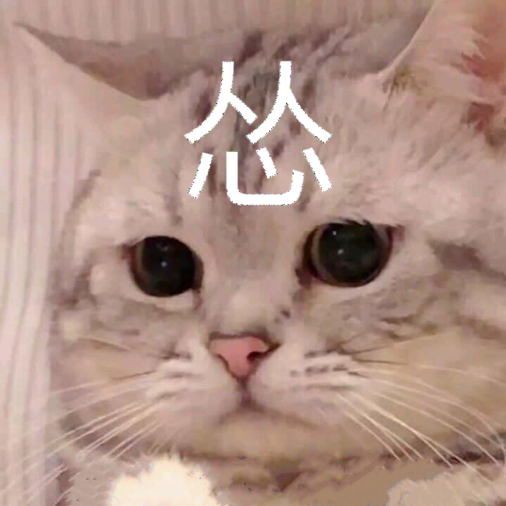萌猫表情包