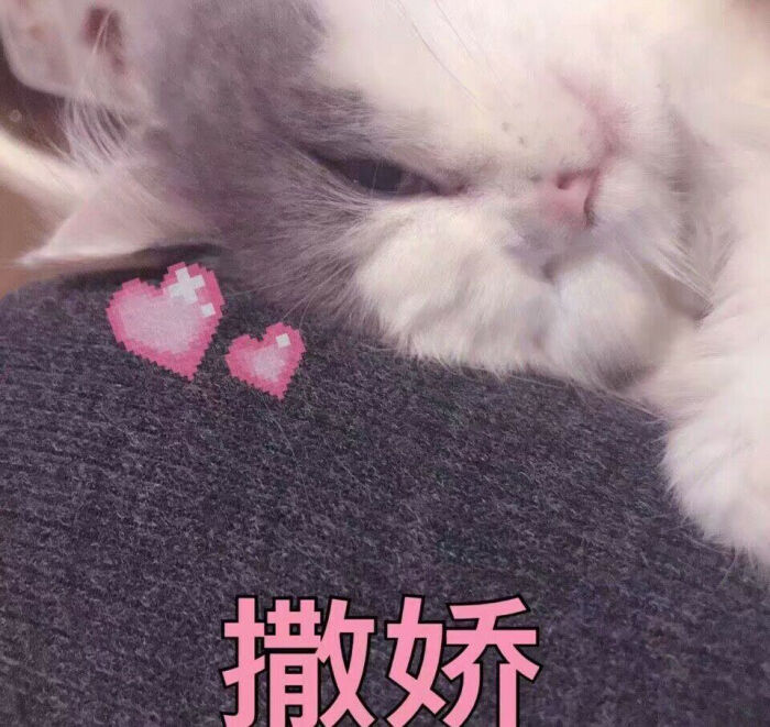 萌猫表情包