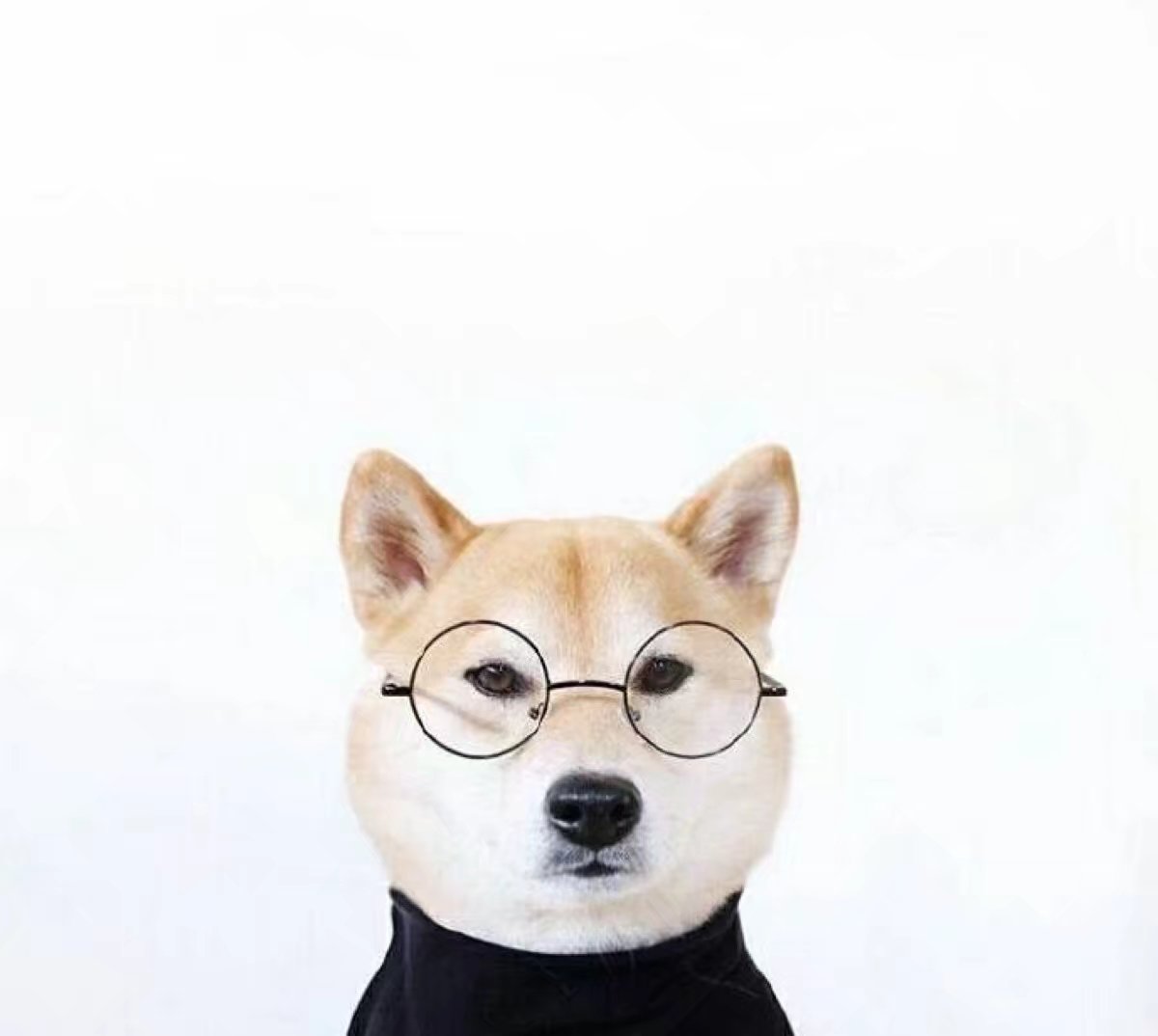 动物情头猫狗搞怪