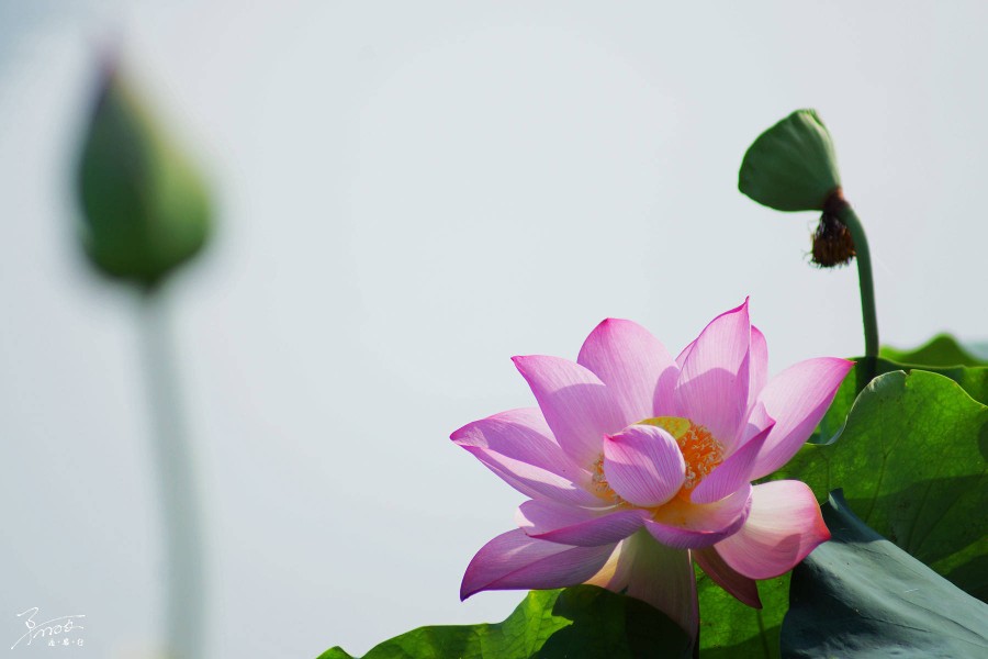 荷花,却始终找不到"一朵芙蕖,开过尚盈盈"的意境,所以随遇而安,随缘而