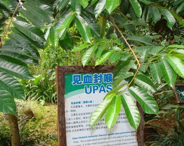 是国家三级保护植物,一种剧毒植物和药用植物.