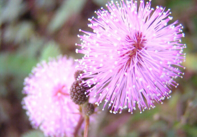 含羞草的花朵