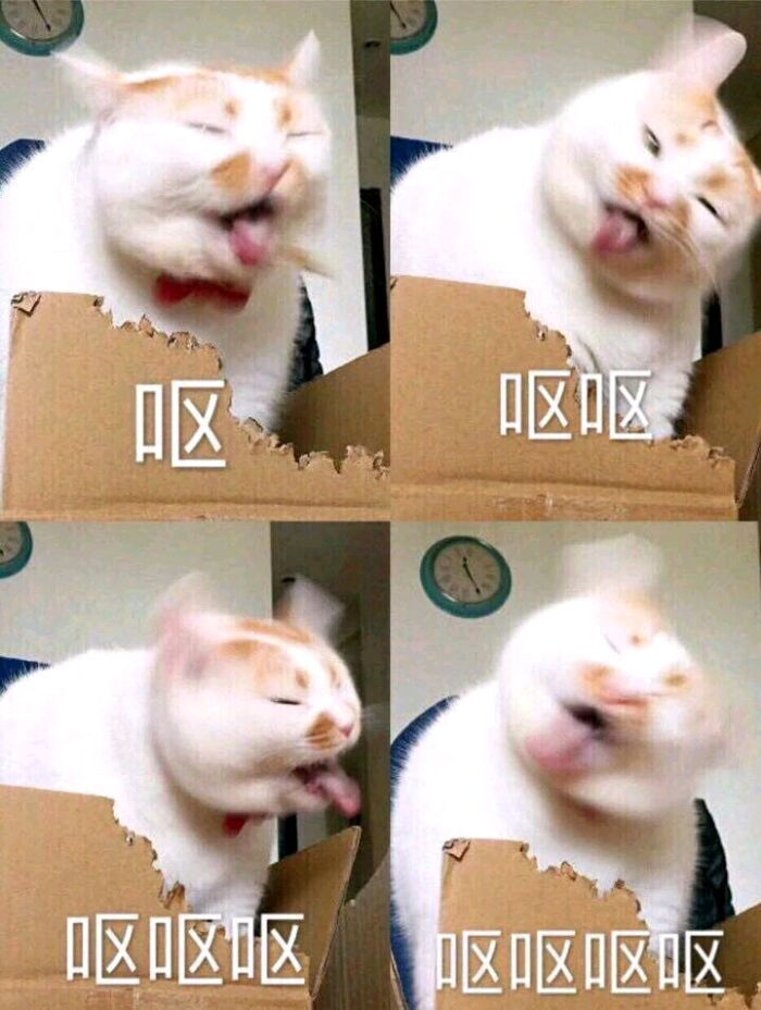 只是普通的猫猫表情包 ╰(*07)`*)╯