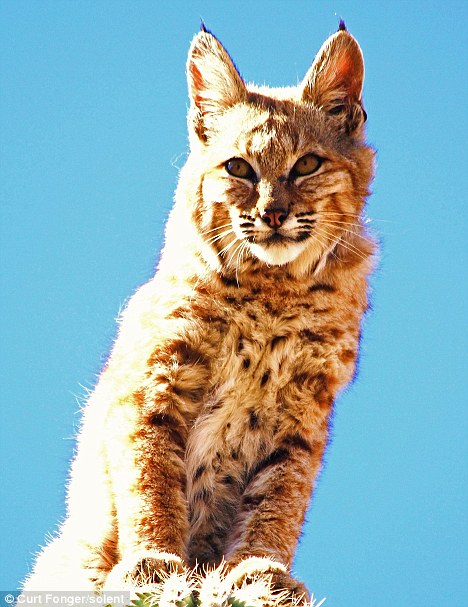 国外摄影师捕捉到了一只爬上15米高仙人掌的霸气山猫,请问还有谁不服?