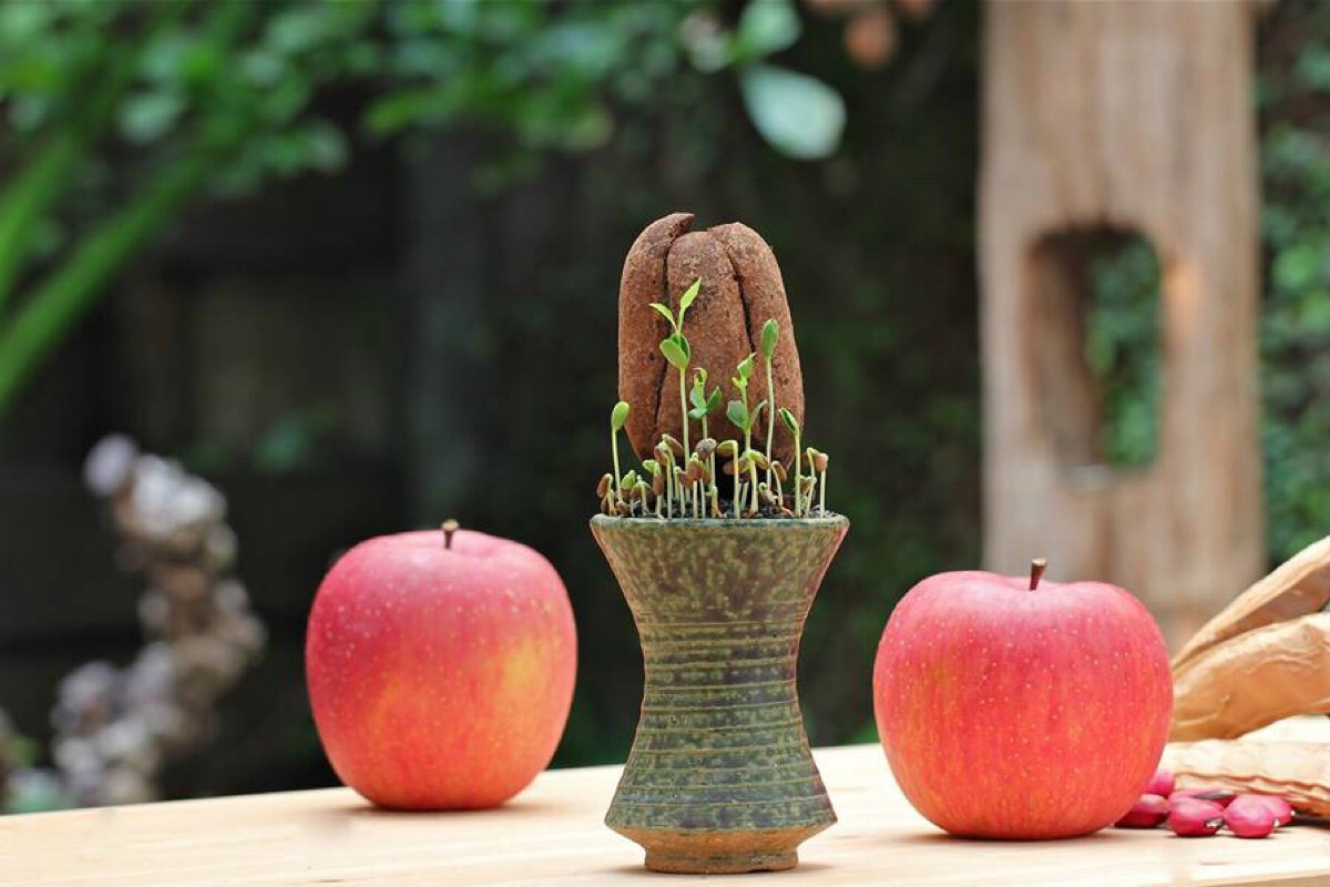 苹果种子变盆栽,水果种子盆栽,和小森一起玩种子盆栽