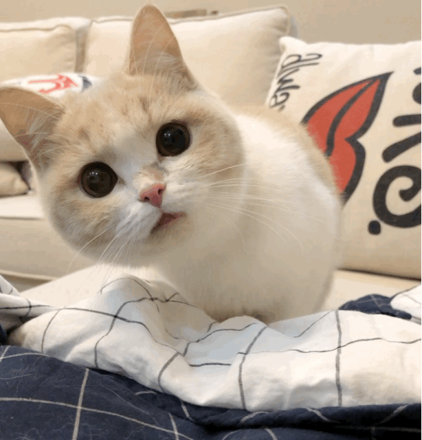 猫gif动图
