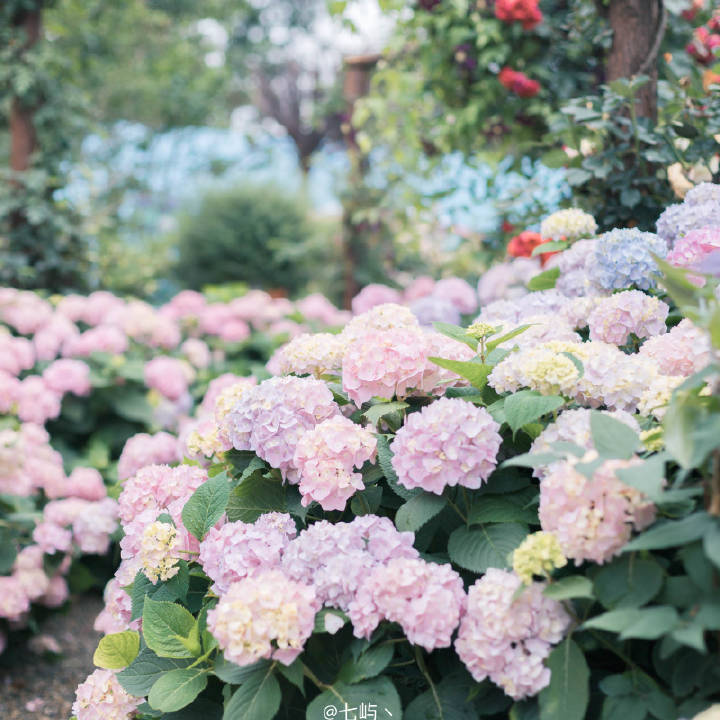 雨后海蒂的花园/无尽夏绣花球