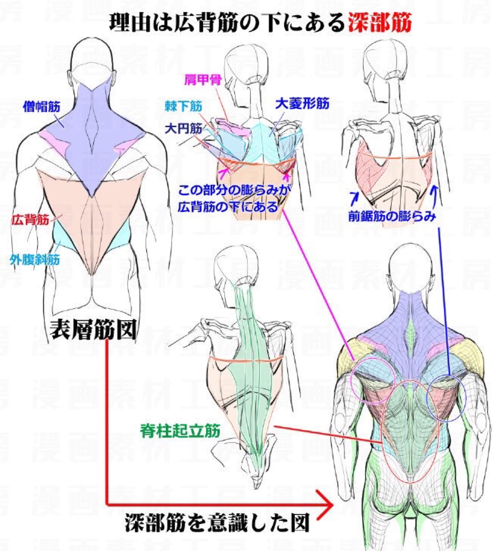 男性背部