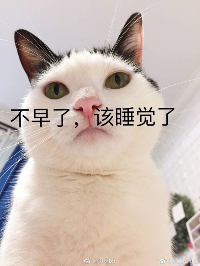 猫表情包 不早了,该睡觉了 萌萌