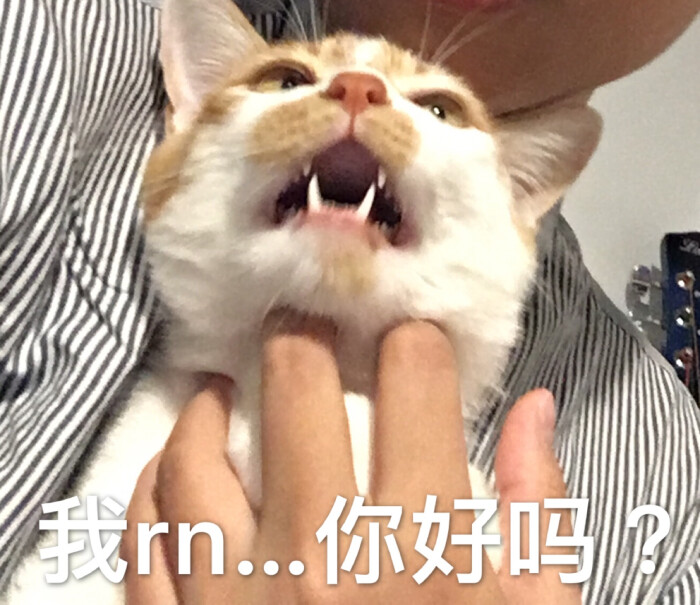 猫表情包 我ri你妈